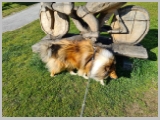 Slika_002.webp