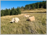 Slika_052.webp