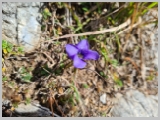 Slika_022.webp