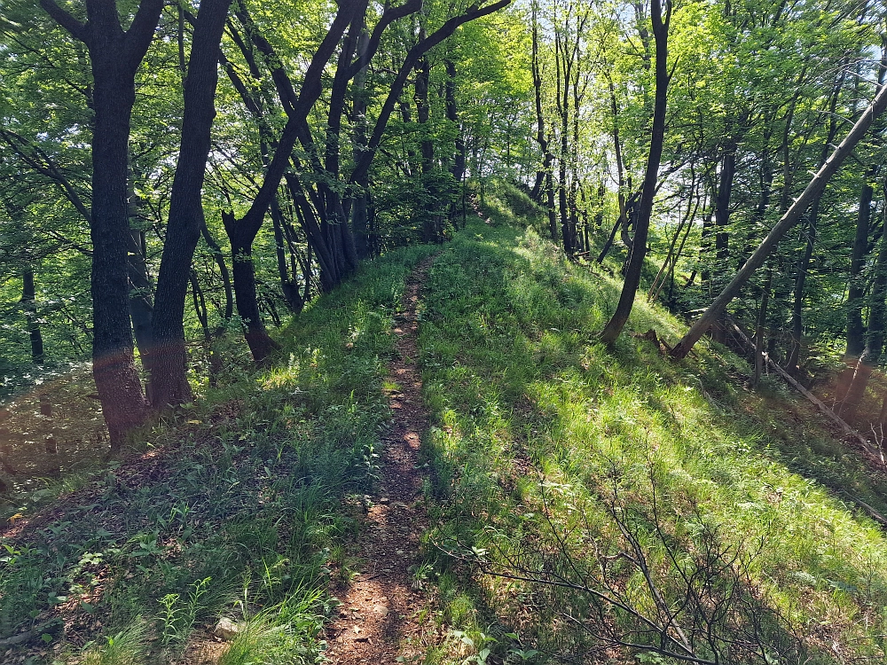 Slika je vidna v Google Chromu.