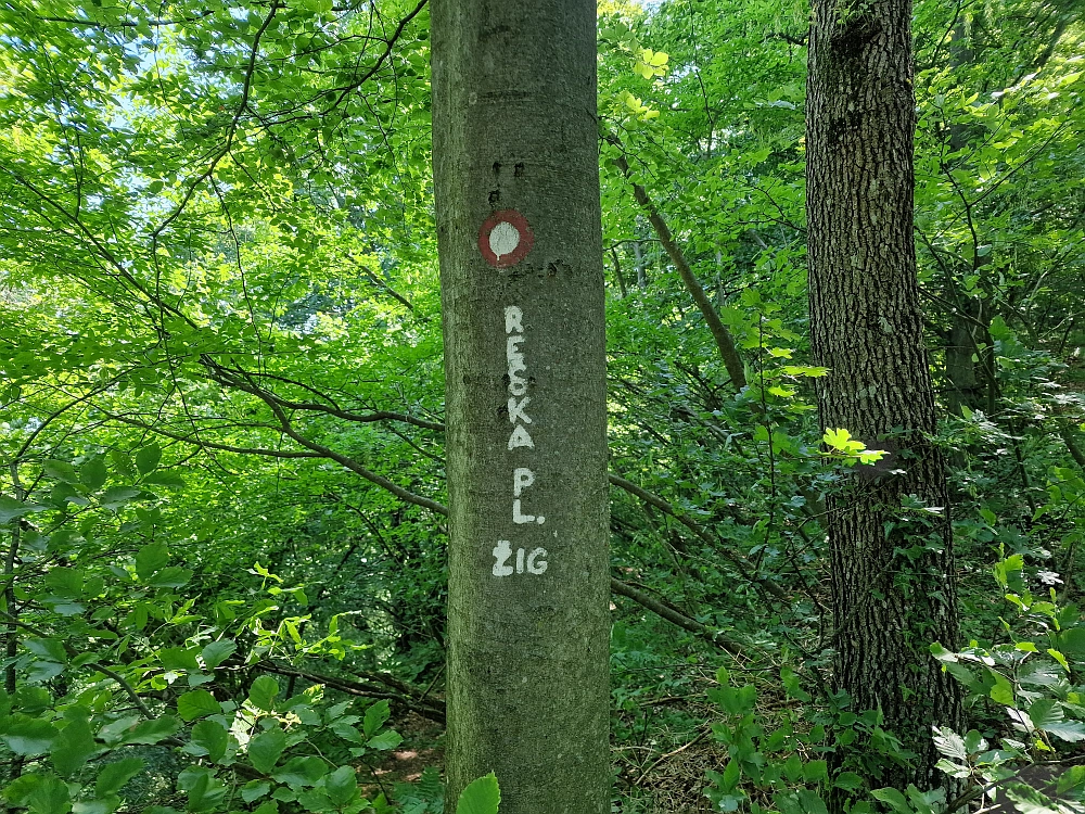 Slika je vidna v Google Chromu.