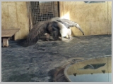 Slika_135.webp