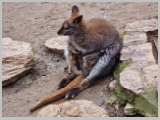 Slika_142.webp