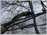 Slika_154.webp
