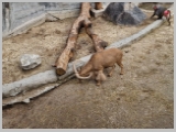 Slika_164.webp