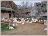 Slika_168.webp