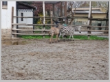 Slika_169.webp