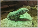 Slika_173.webp