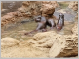 Slika_176.webp