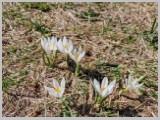Slika_035.webp