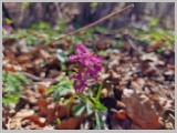Slika_040.webp