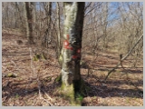Slika_043.webp