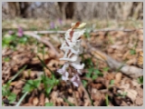 Slika_053.webp