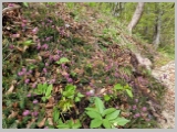 Slika_031.webp