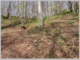 Slika_042.webp