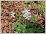 Slika_051.webp