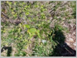 Slika_043.webp