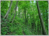 Slika_028.webp