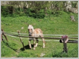 Slika_155.webp
