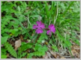Slika_187.webp