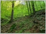Slika_027.webp