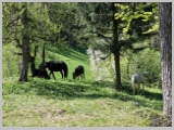Slika_135.webp