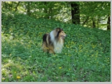 Slika_156.webp