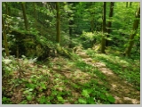 Slika_163.webp