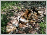 Slika_167.webp