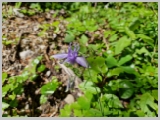 Slika_172.webp