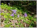 Slika_174.webp