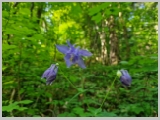 Slika_015.webp