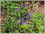 Slika_133.webp