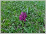 Slika_030.webp