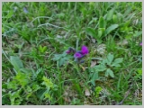 Slika_031.webp