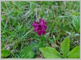Slika_040.webp
