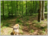 Slika_063.webp