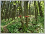 Slika_075.webp