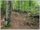 Slika_033.webp