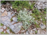 Slika_083.webp