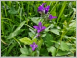 Slika_102.webp