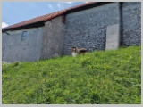 Slika_126.webp
