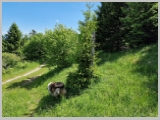 Slika_132.webp