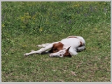 Slika_159.webp