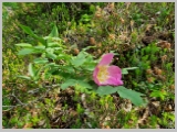 Slika_016.webp