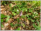 Slika_039.webp