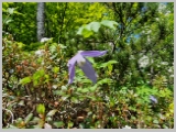 Slika_046.webp