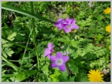 Slika_055.webp