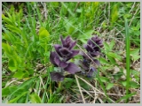 Slika_089.webp