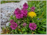 Slika_123.webp
